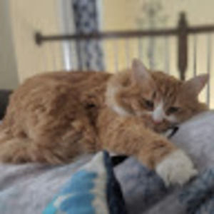 Meet your Posher, Allie